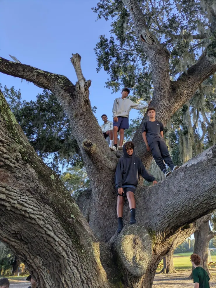 Four boys posed high up in the branches of a huge oak tree